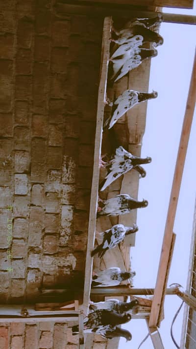 03000094746 Whatsapp number All setup for sale 5k per