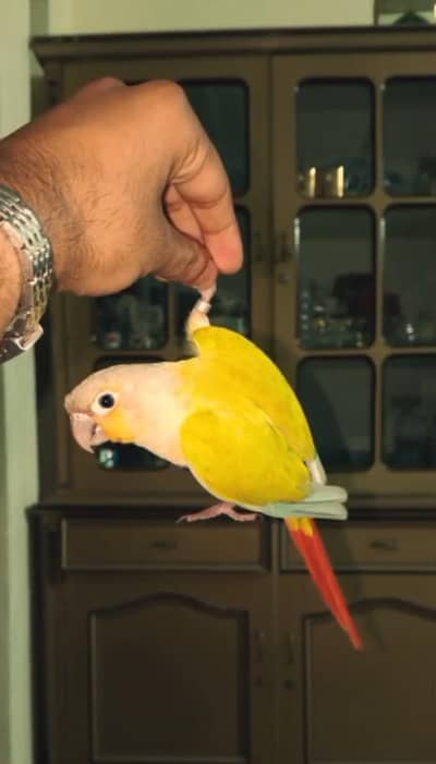 hand tamed American dilute Female