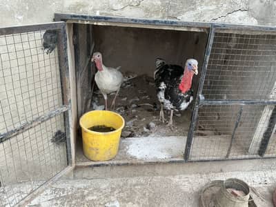 Turkey birds pair