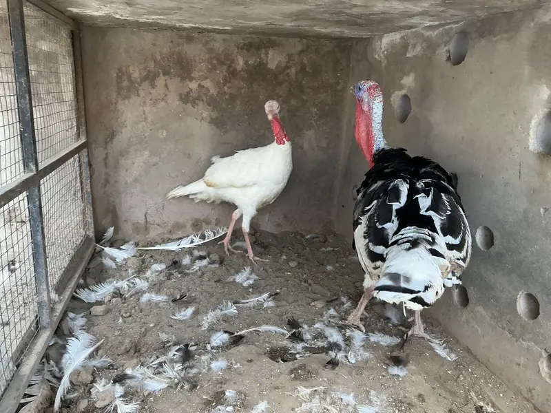 Turkey birds pair — photo 2