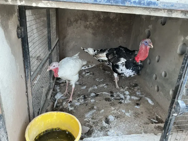 Turkey birds pair — photo 3