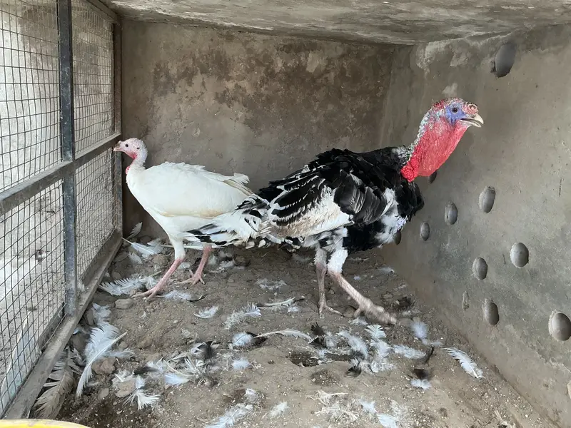 Turkey birds pair — photo 4
