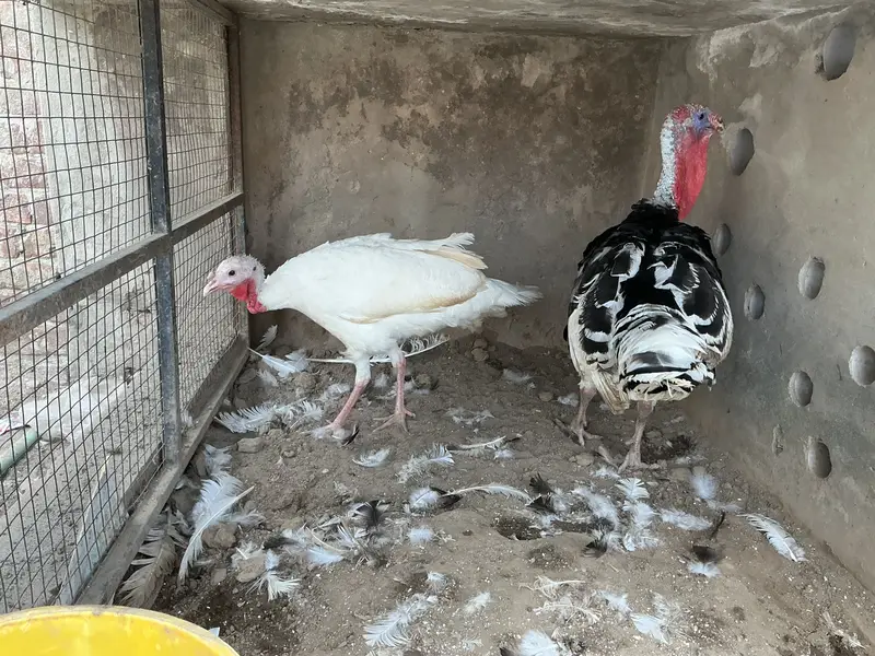 Turkey birds pair — photo 5