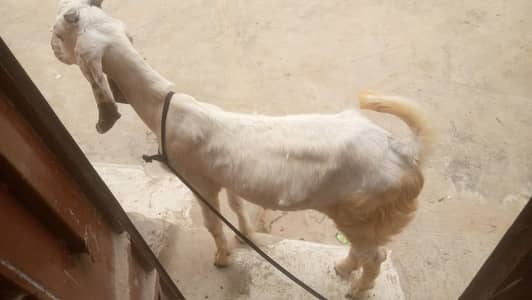 Bakra for sale