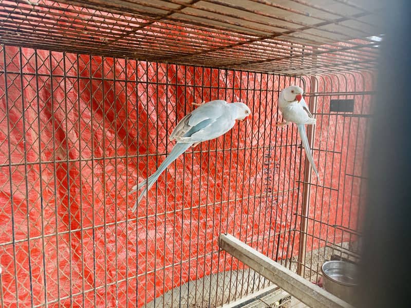 Ringneck mutations 0