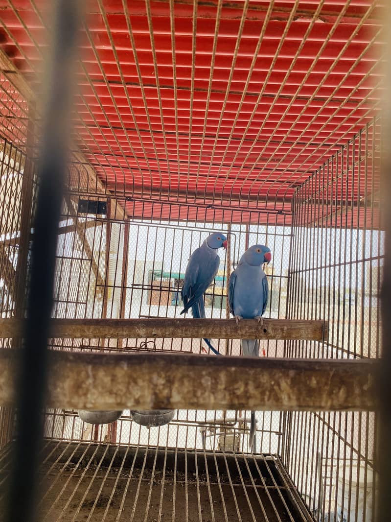 Ringneck mutations 1