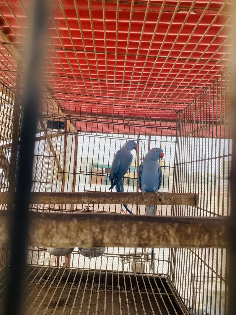 Ringneck mutations — photo 2