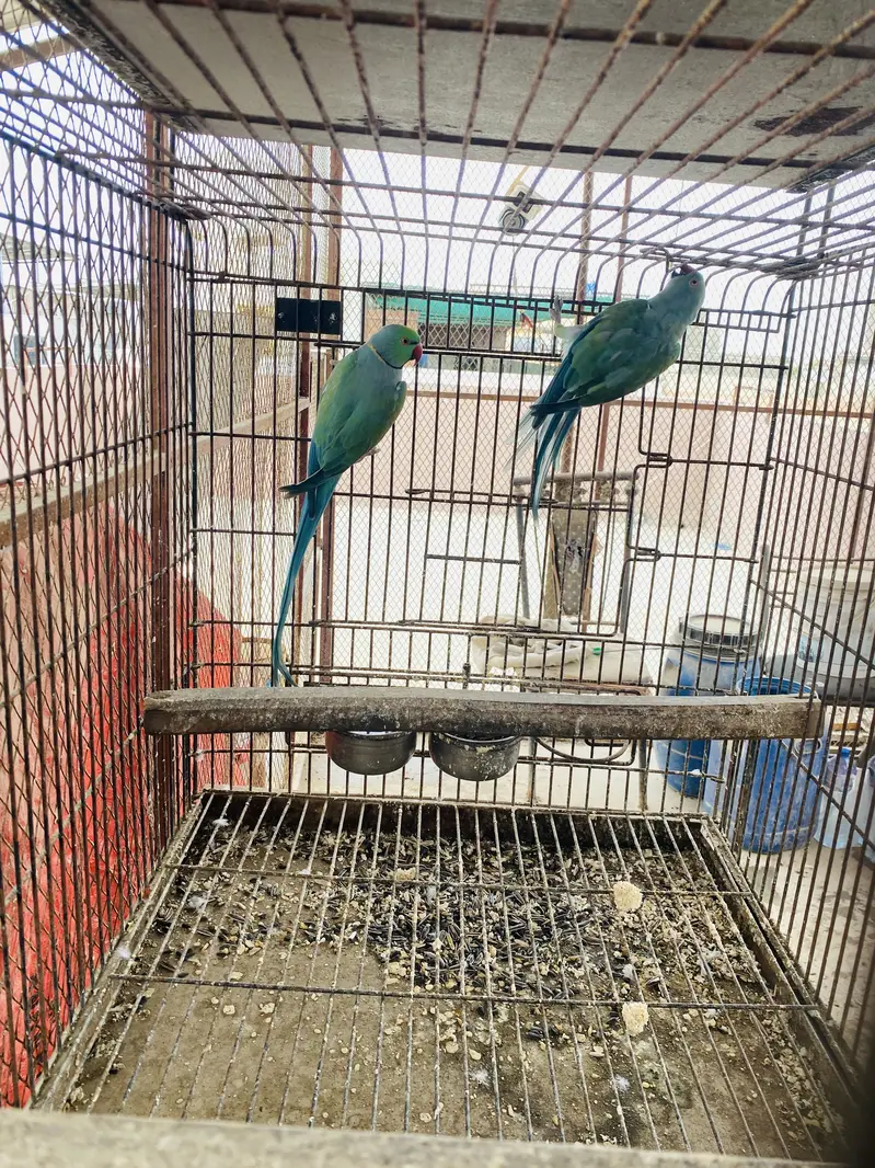Ringneck mutations — photo 3
