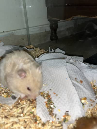 Hamsters for sale