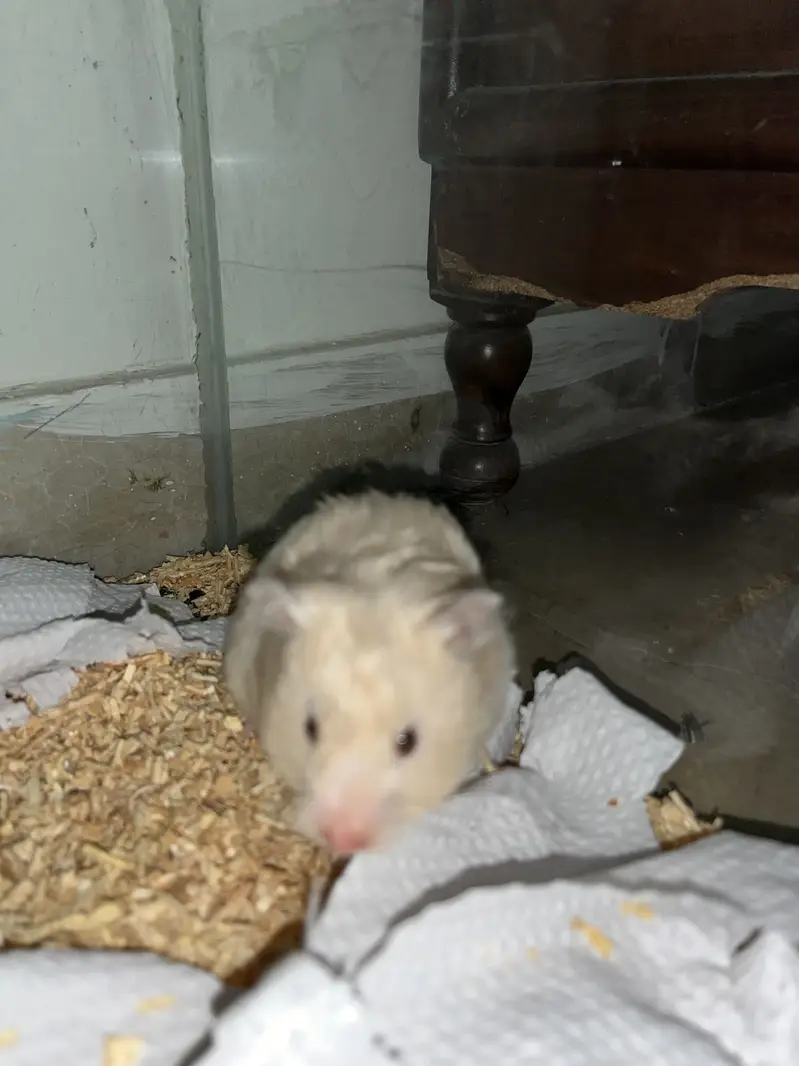 Hamsters for sale — photo 2