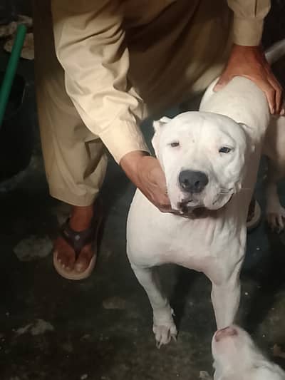 Pitbull two females