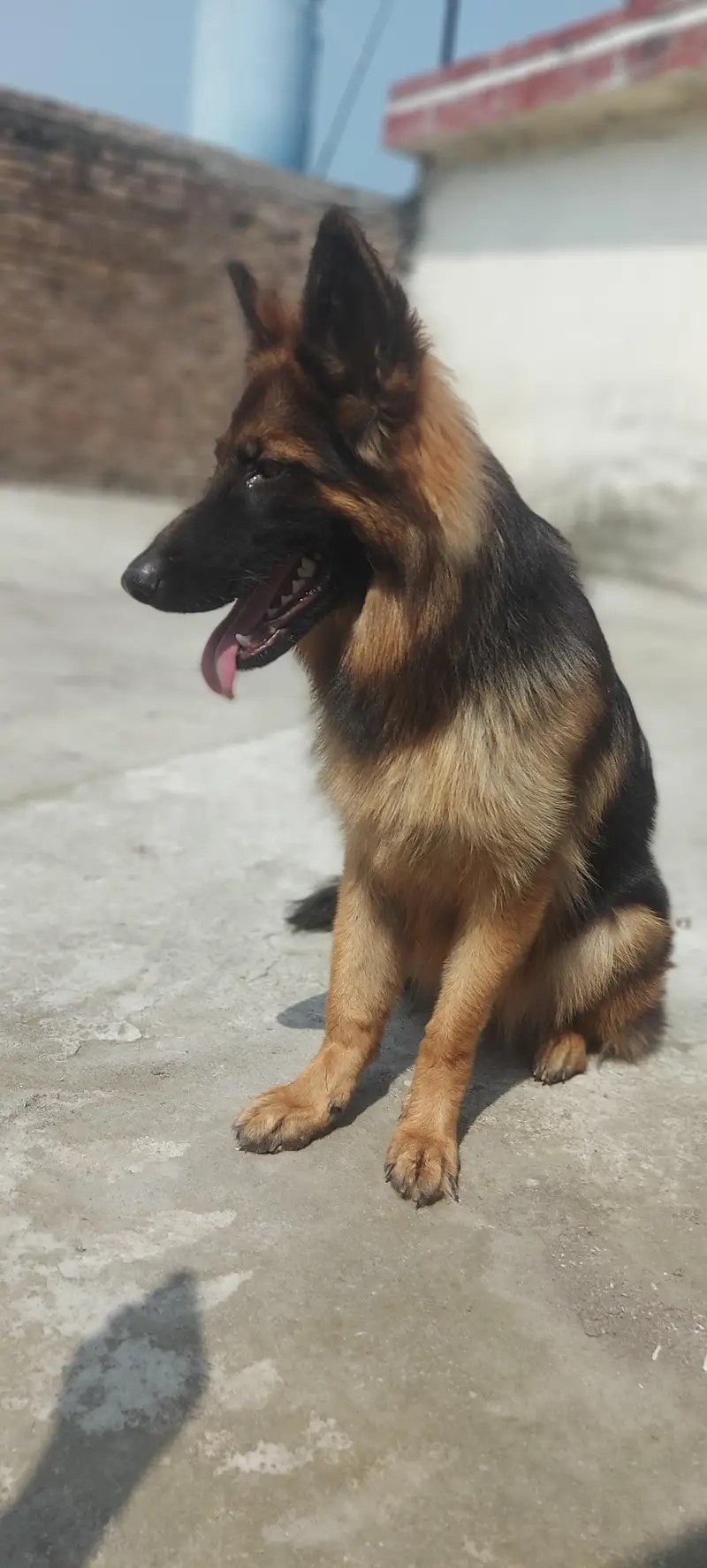 German shepherd female — photo 2