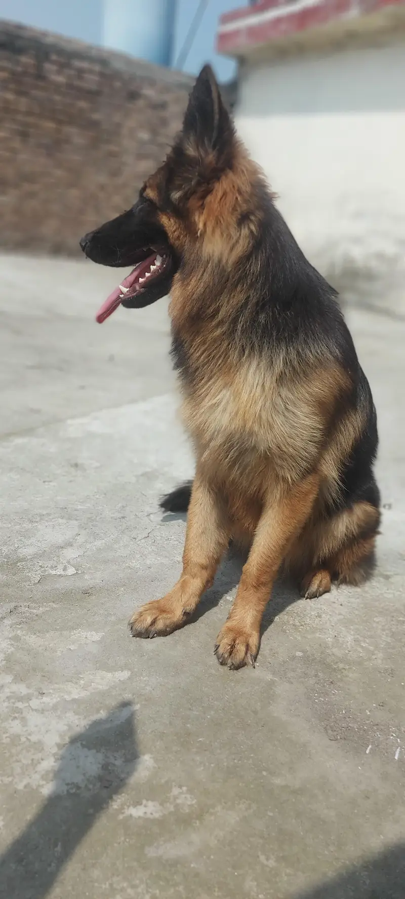 German shepherd female — photo 3