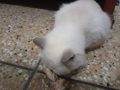 persian