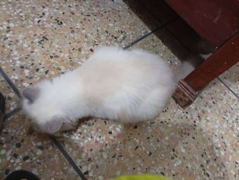 persian 1