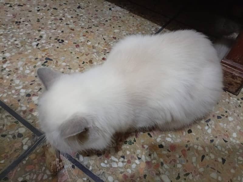persian 2