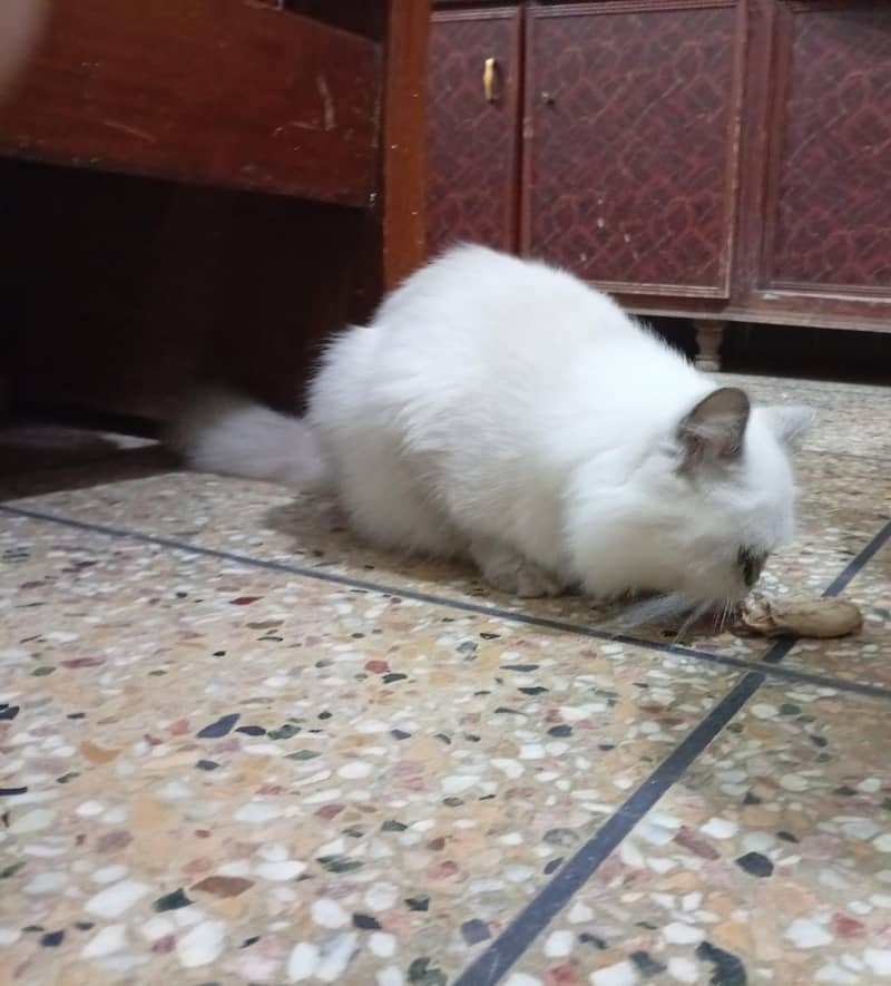 persian 3