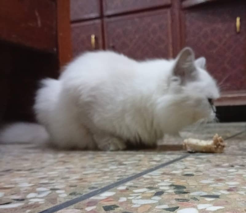persian 4