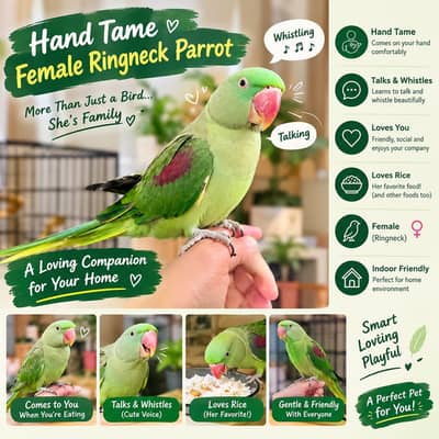 Hand Tame Female Raw Parrot Talking & Whistling