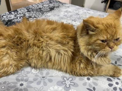 persian male