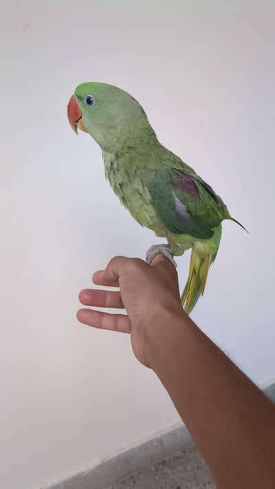parrot
