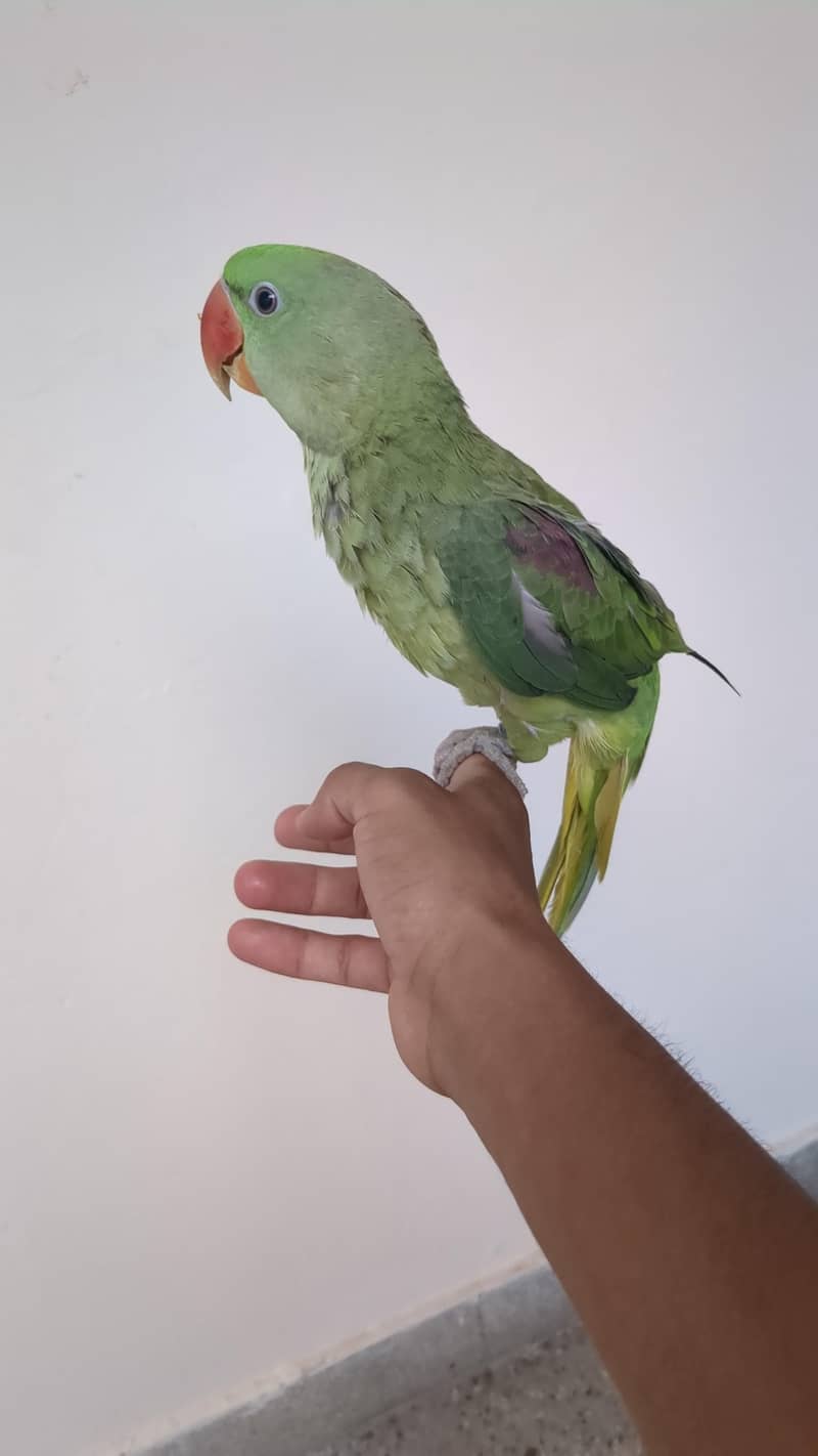 parrot 0