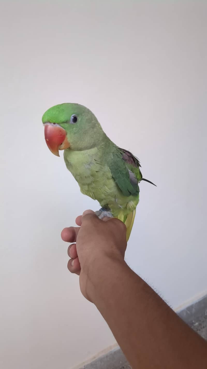 parrot 1