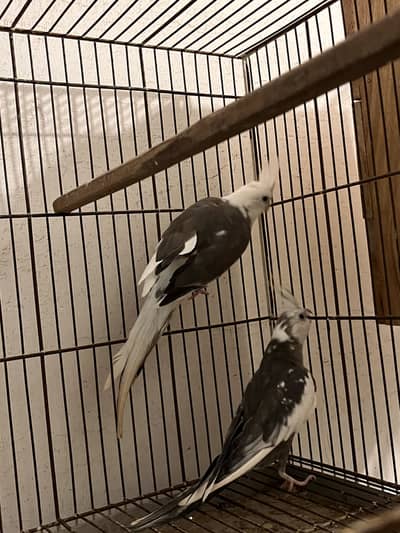 White faced cockatiel pair
