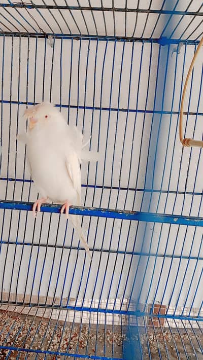 hogoromo red eyes albino male