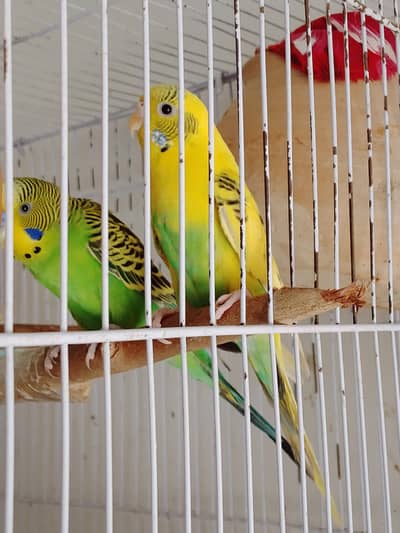 boat acha breeder pair