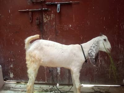 Bakra for sale