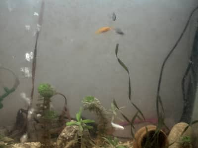 Planted aquarium for sale with imported things