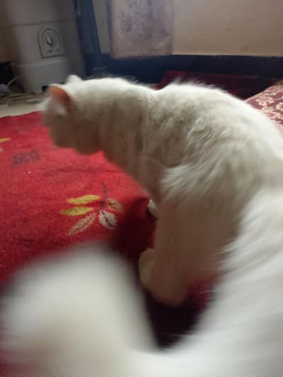 Persian cat