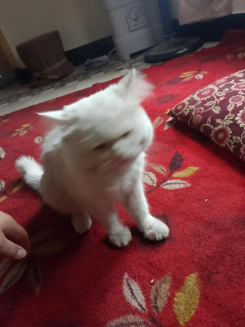 Persian cat — photo 2