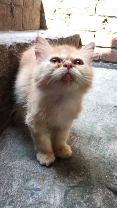 Female Persian Kittens Double Coated