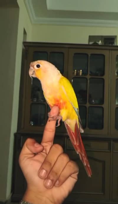 hand tamed American dilute Female