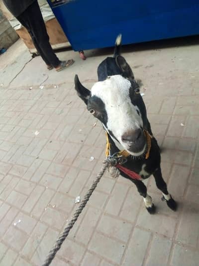 vip healthy and active teddy bakra dant me 2 pakka ha