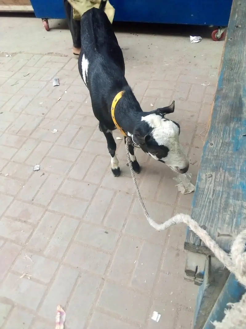 vip healthy and active teddy bakra dant me 2 pakka ha — photo 2