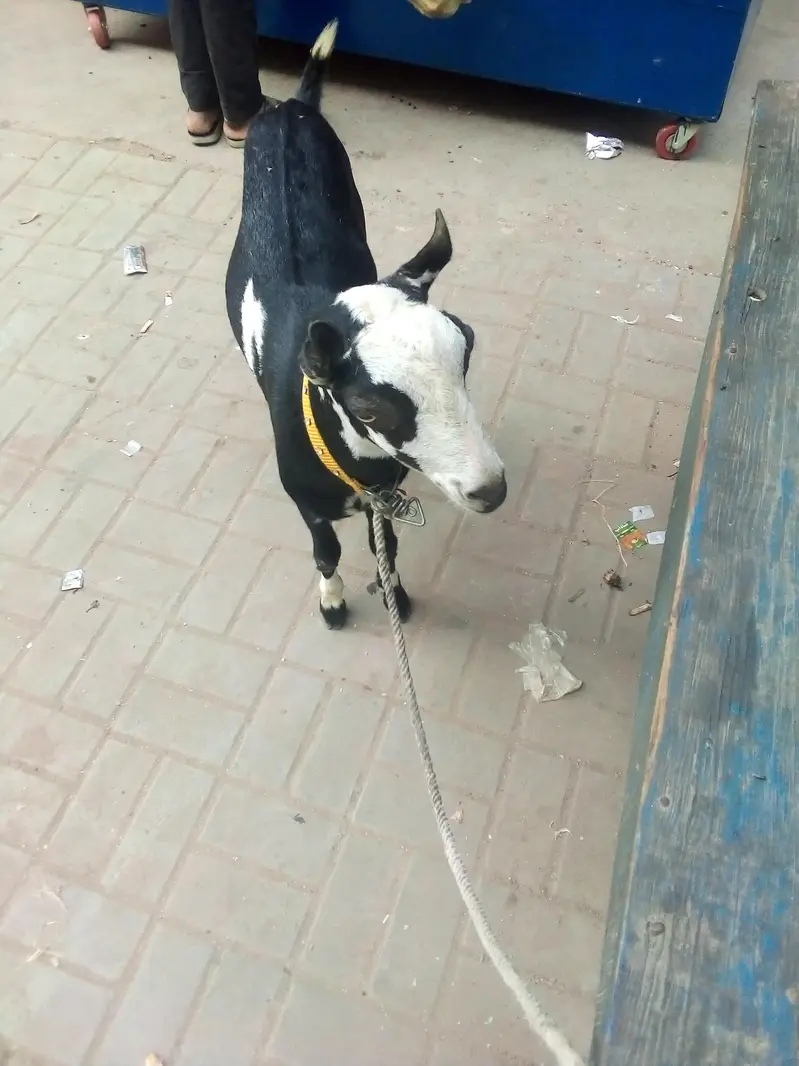 vip healthy and active teddy bakra dant me 2 pakka ha — photo 3