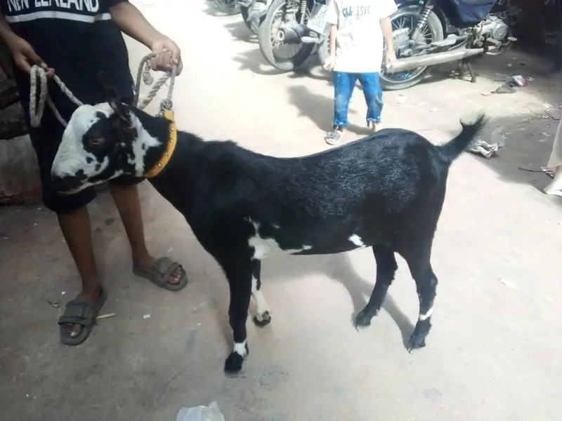 vip healthy and active teddy bakra dant me 2 pakka ha — photo 4