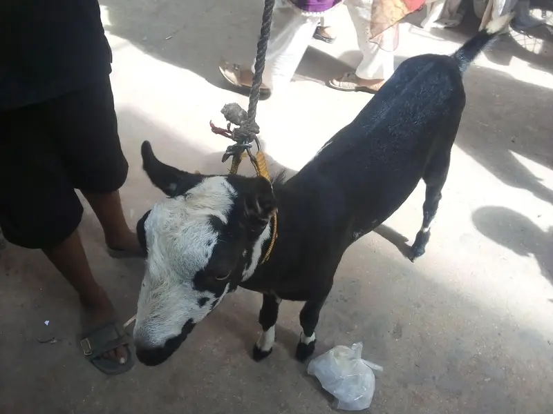 vip healthy and active teddy bakra dant me 2 pakka ha — photo 5