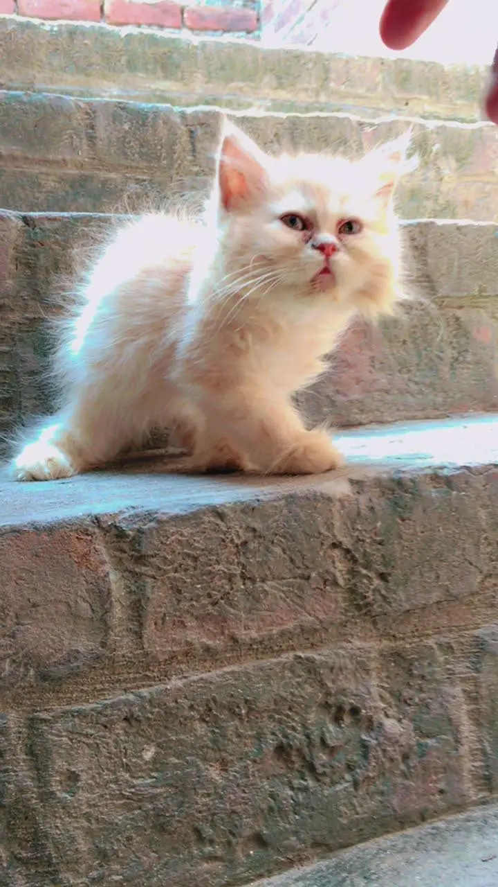 Female Persian Kittens Double Coated — photo 2
