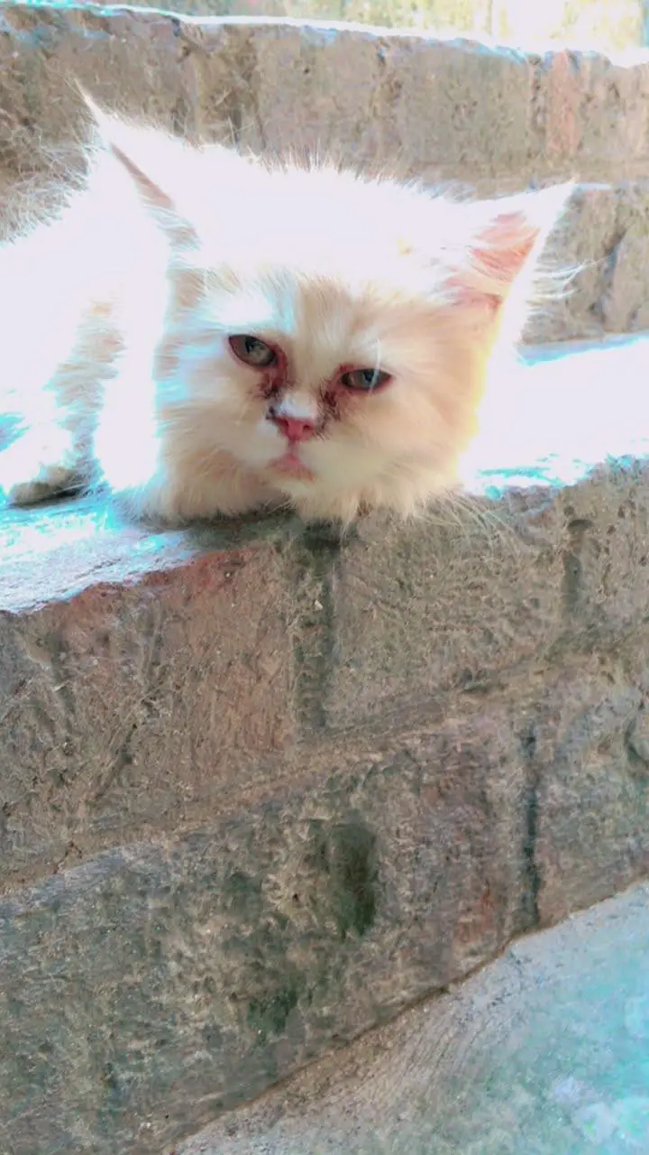 Female Persian Kittens Double Coated — photo 3