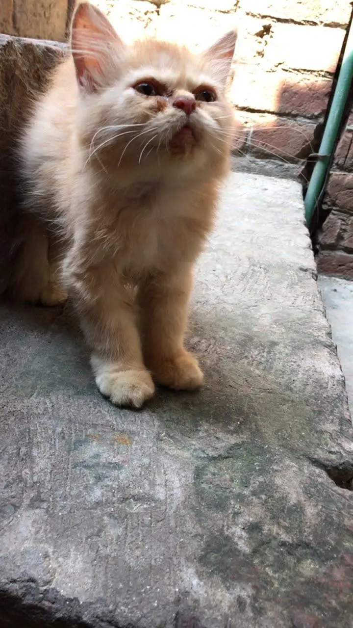 Female Persian Kittens Double Coated — photo 4