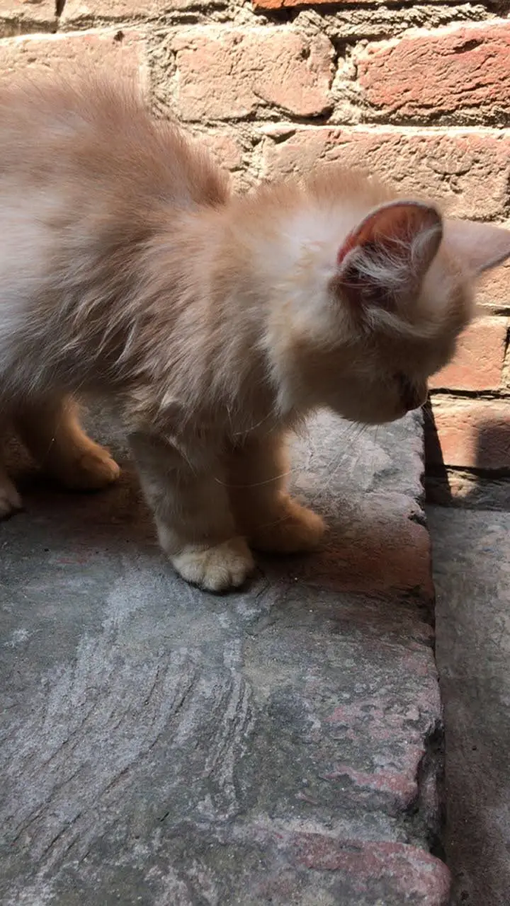 Female Persian Kittens Double Coated — photo 5