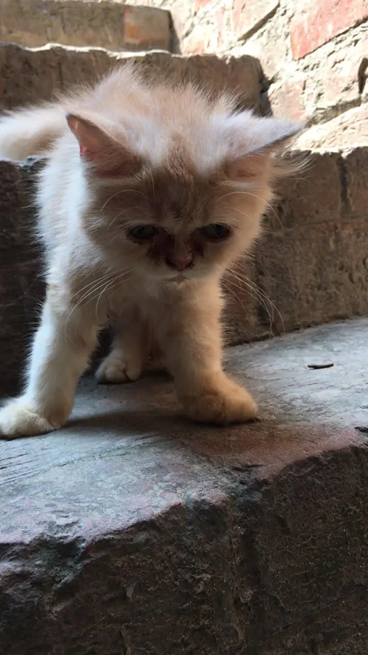 Female Persian Kittens Double Coated — photo 6