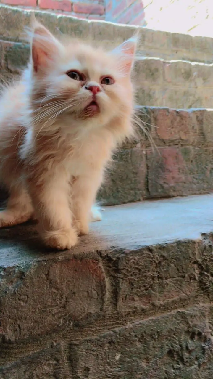 Female Persian Kittens Double Coated — photo 7