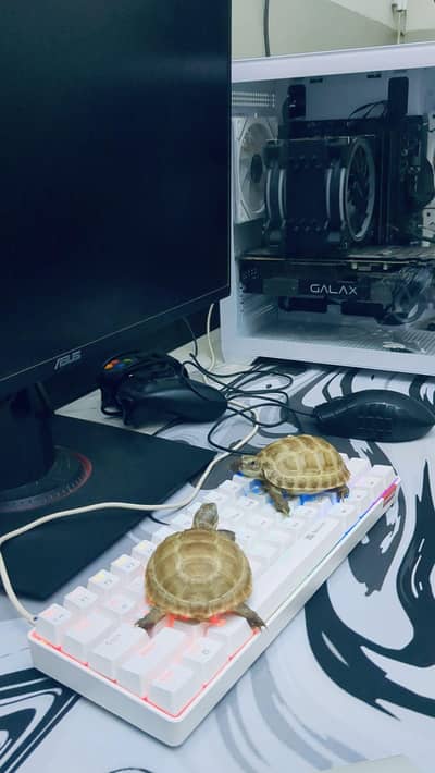 Russian tortoise healthy Babies