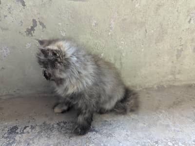 Persian punch face Female Kitten thick triple coat Tortoiseshell color