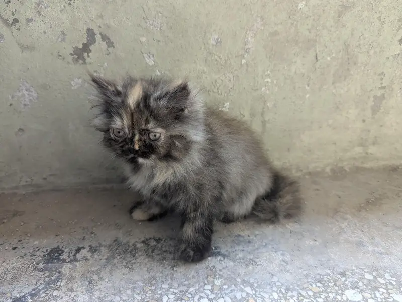 Persian punch face Female Kitten thick triple coat Tortoiseshell color — photo 2